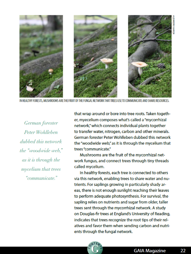 Gaia Magazine Page 2