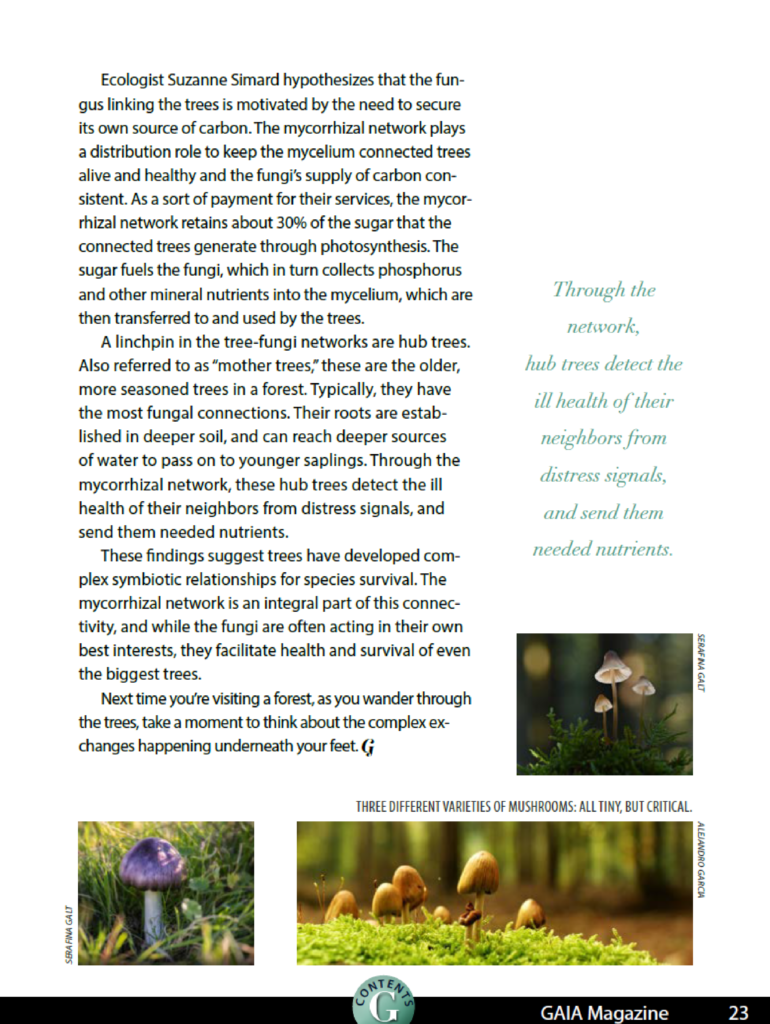Gaia Magazine Page 3